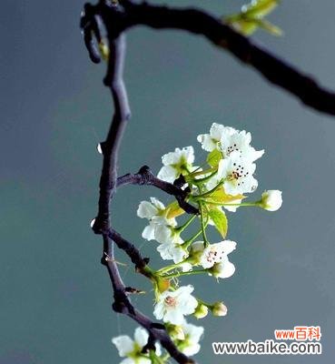 探索梨花的文化内涵和象征意义 梨花的寓意与象征