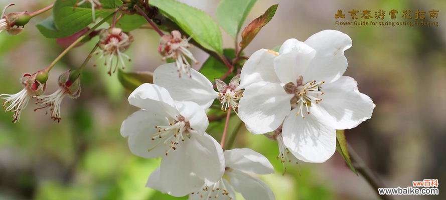 寓意深远的梨花 梨花的花语与象征意义——纯洁与美丽的化身