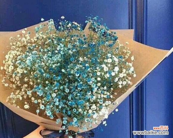 满天星的寓意和花语解读 满天星,花开如星辰