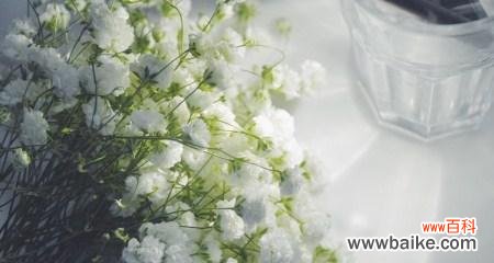 探寻满天星花语的含义和传递方式 满天星花语，传递爱的讯息