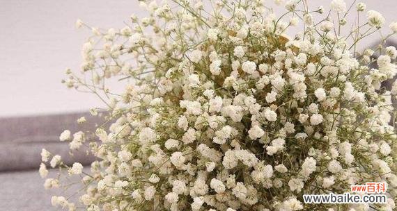 探寻满天星花语的含义和传递方式 满天星花语，传递爱的讯息