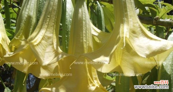 探秘曼陀罗花的意义及传说故事 曼陀罗花