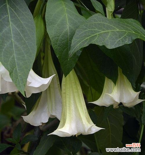 探秘曼陀罗花的意义及传说故事 曼陀罗花