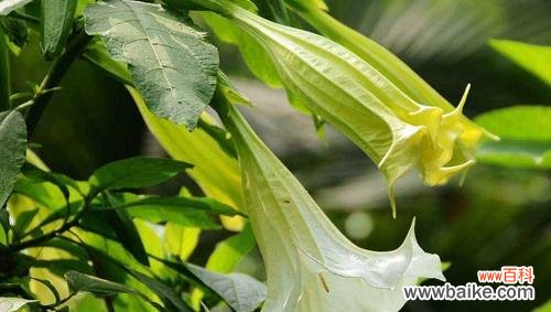 探寻曼陀罗花的深层内涵和文化意义 曼陀罗花的真正花语及象征意义