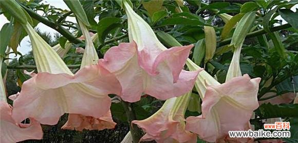 探索曼陀罗花的神秘象征和心灵启迪 曼陀罗花的花语与寓意