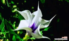 探索曼陀罗花的内涵 曼陀罗花语与寓意