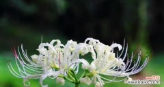 探秘曼陀罗华的深意与象征 曼陀罗华花语