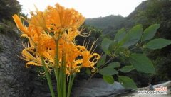 揭秘曼陀罗华的神秘面纱 曼陀罗华