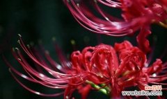 揭开曼陀罗华的花语之谜 曼陀罗华的花语——美丽与神秘的象征