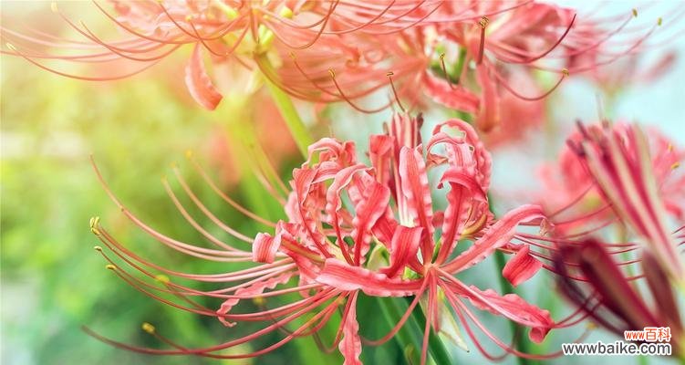 以曼陀罗花语传递情感 曼陀罗花语