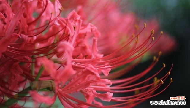 曼珠沙华 曼珠沙华的花语