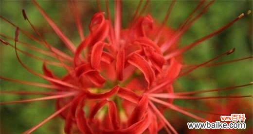 曼珠沙华 曼珠沙华的花语