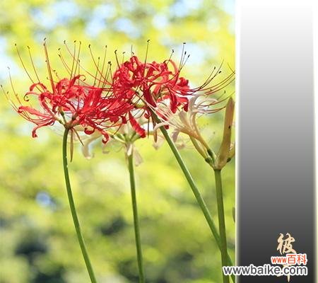 探寻曼陀罗华的神秘魅力 曼陀罗华的奇特之美