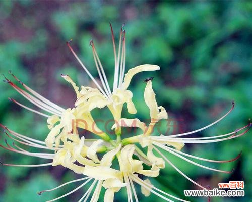 探寻曼陀罗华的神秘魅力 曼陀罗华的奇特之美