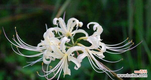 探寻曼陀罗华的神秘魅力 曼陀罗华的奇特之美