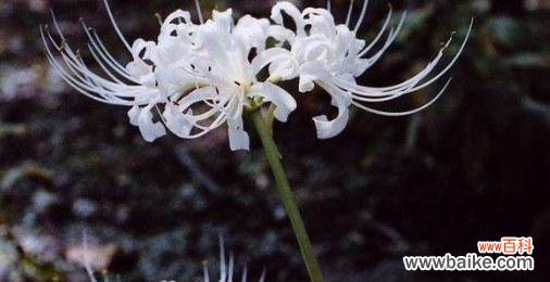 揭示曼陀罗华的独特花语之谜 曼陀罗华