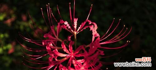 探索曼珠沙华花的神秘之旅 曼珠沙华之花语与寓意