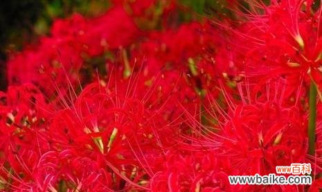 探寻曼珠沙华的寓意与魅力 曼珠沙华