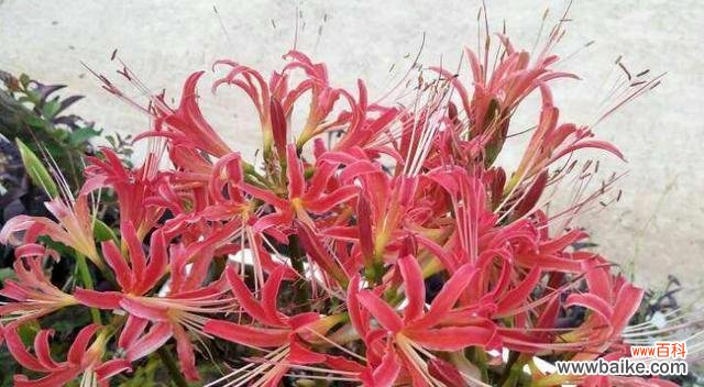 探寻曼珠沙华的寓意与魅力 曼珠沙华