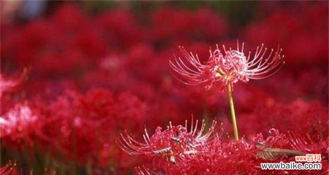 探寻曼珠沙华的寓意与魅力 曼珠沙华