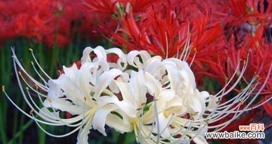 探秘曼珠沙华的花语 曼珠沙华的花语——生命的美丽告白