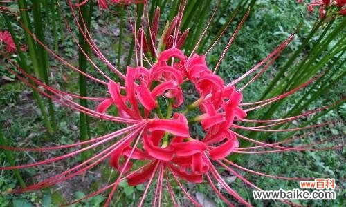 探秘曼珠沙华的花语 曼珠沙华的花语——生命的美丽告白