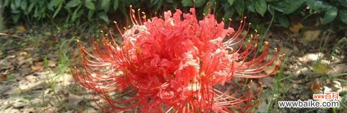 探索曼珠沙华花的隐藏意义 曼珠沙华花语和寓意