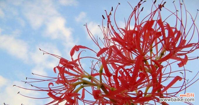 传奇的花 曼珠沙华——凋谢中的美丽