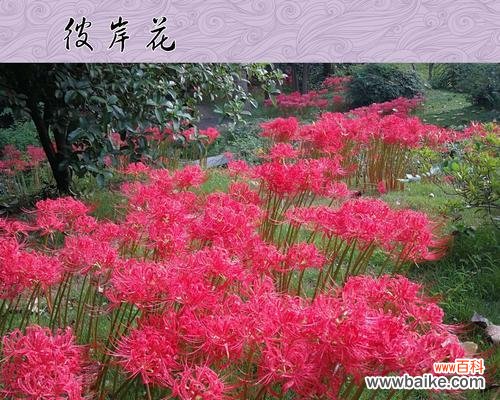 传奇的花 曼珠沙华——凋谢中的美丽