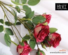 一朵花的千面魅力——探索玫瑰的世界 玫瑰花的含义与象征