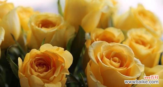 探究玫瑰的象征意义及花语 玫瑰花语的深意