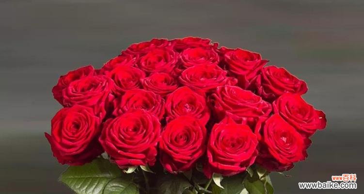 探索玫瑰花作为象征的历史 玫瑰花的象征意义及文化价值