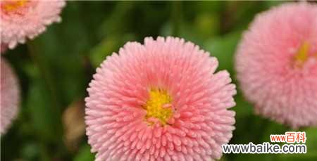 探秘猫尾草的意义和传统价值 猫尾草的花语和文化背景