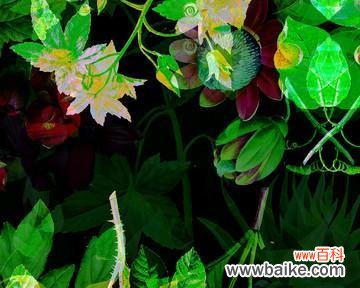 探秘猫尾草的意义和传统价值 猫尾草的花语和文化背景