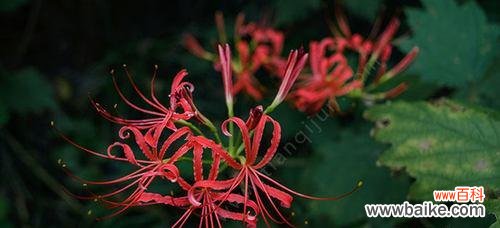 传递爱与希望的鲜花 曼珠沙华之花语