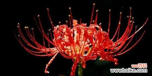 传递爱与希望的鲜花 曼珠沙华之花语