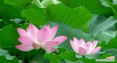 探索莲花的意义与象征 莲花的寓意与象征——唤醒内心的纯净与美好