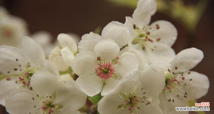 赏析梨花之美 梨花的象征意义与传承