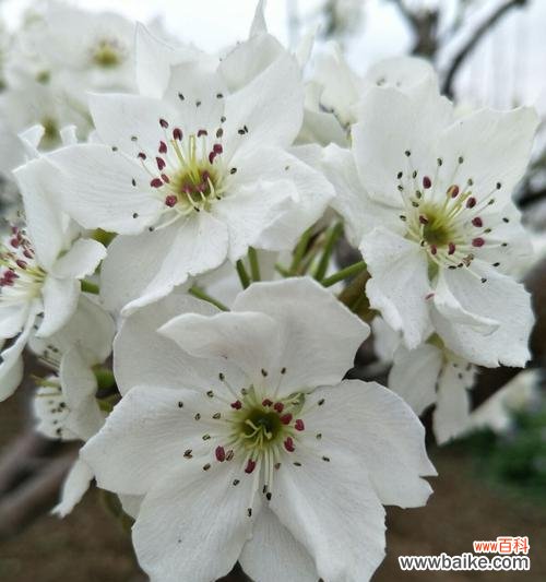 梨花花语的解读与启示——一朵娇美的花朵中的深刻内涵 探寻梨花花语的意义与象征