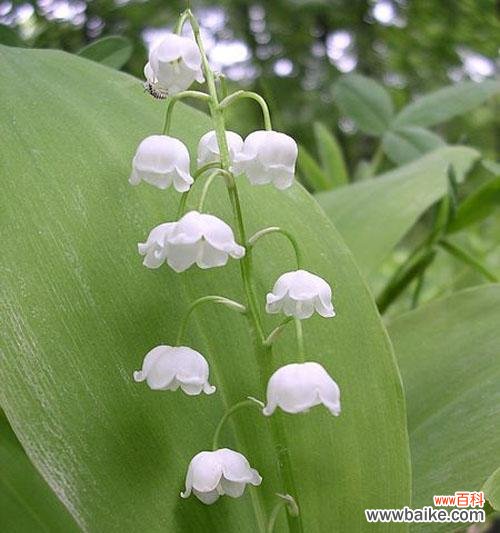 铃兰花语的深层寓意与文化意义 铃兰的花语