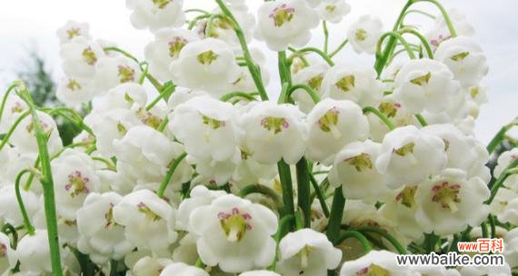 铃兰花语的深层寓意与文化意义 铃兰的花语