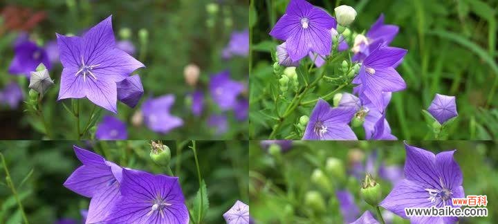 探究铃铛花的花语内涵与文化传统 铃铛花花语的意义及传承