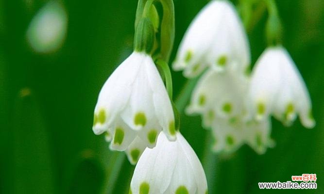 探寻铃兰花的诗意与情感 铃兰花的花语与寓意