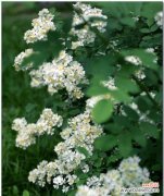 以荼蘼花的花语探讨其寓意与象征 荼蘼花的象征与寓意——美丽和坚毅的化身