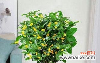 尊重的花朵 以菊花代表尊重的花卉文化