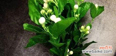 尊重的花朵 以菊花代表尊重的花卉文化