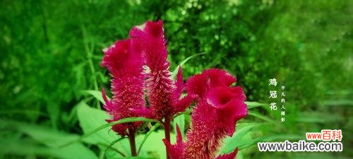 唤醒心灵的火焰 红色鸡冠花的花语——爱的热情