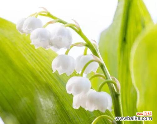 探索铃兰花的花语 铃兰花语的寓意与象征