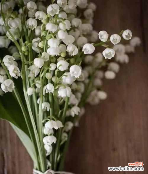 借助铃兰花语 铃兰花语之美——倾听自然的低语