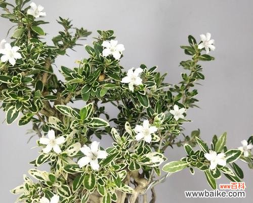 探寻现代诗歌中的诗意表达 意象与情感的交织——《六月雪》的寓意剖析